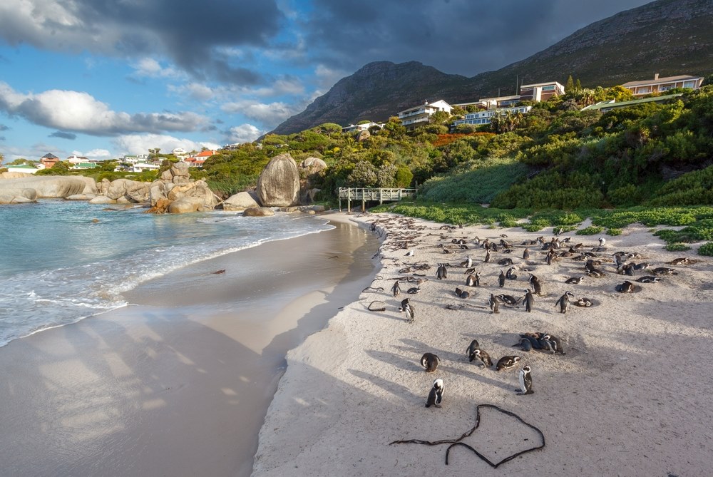 Penguins on Boulders Beach