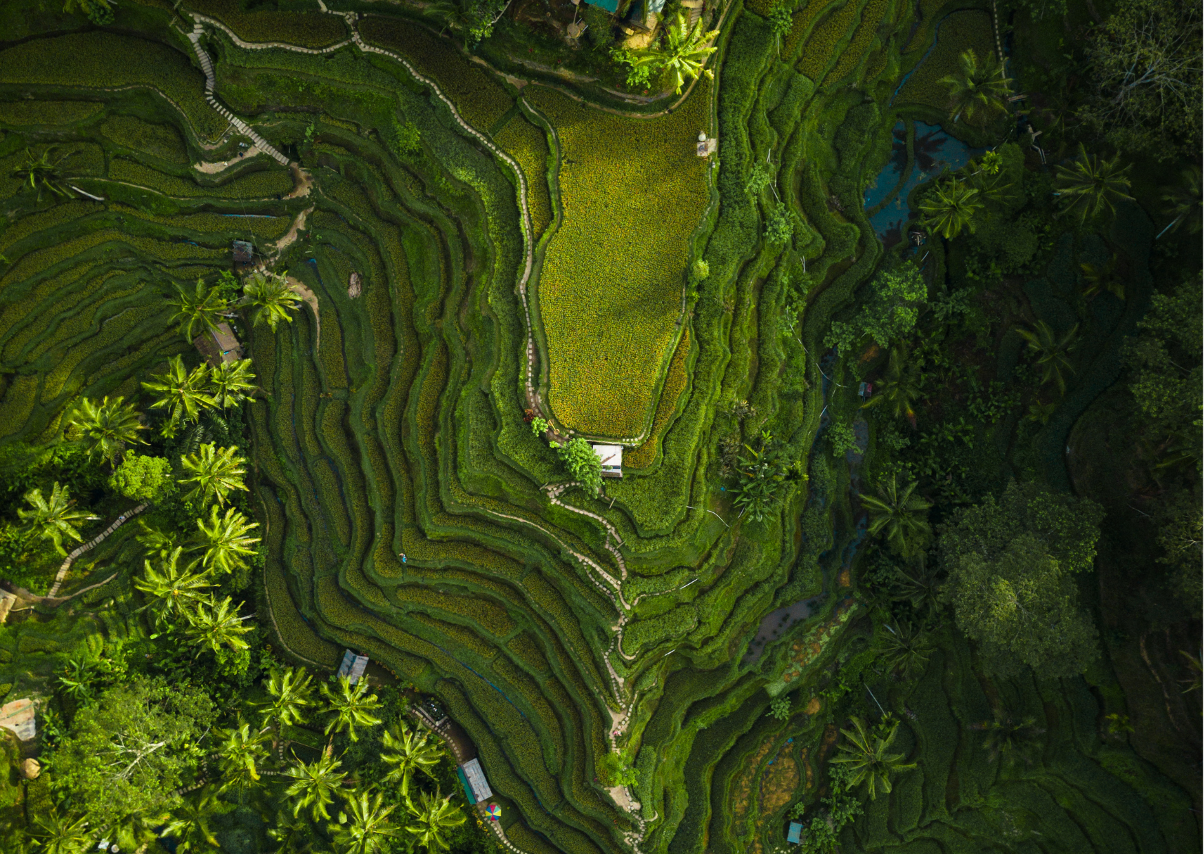 Ubud Drone shot